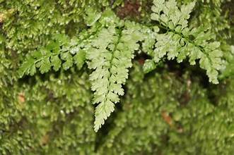 Asplenium varians